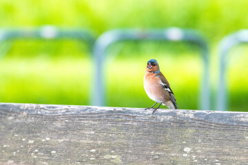 chaffinch singing bird