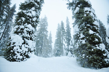 snow-covered spruces in the mountains. foggy winter morning in the forest. snow on trees