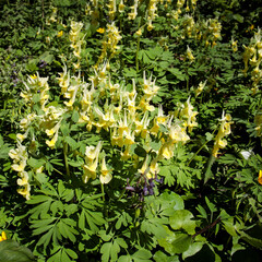 Pseudofumaria alba is a short-lived perennial plant in the family Papaveraceae. Flowers are white with yellow throats, borne in racemes on short,