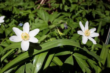 Anemonoides nemorosa wood anemone white flower in bloom,