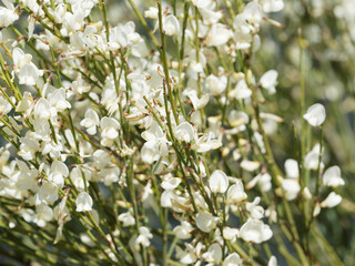 Cytisus x praecox 