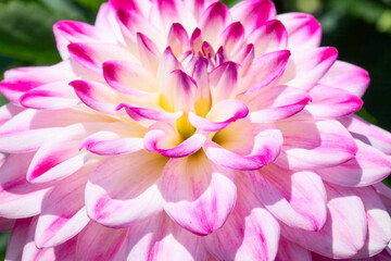 Dahlia flower