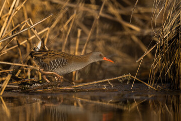 Water Rail (Rallus aquaticus) - Bieszczady, Carpathians, Poland.