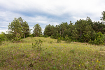 Forest and trees landscape with beautiful blue cloudy sky