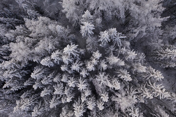 Winter, snow covered forest treetops. Rural landscape. 