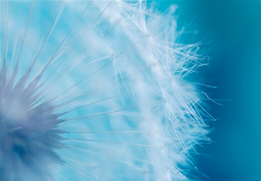 Close-up photo of a white dandelion on a blue background