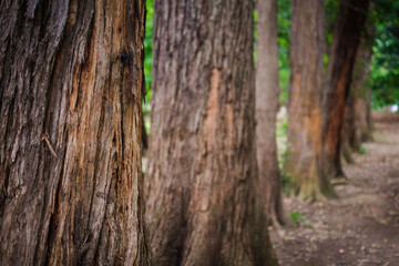 tree trunk in the forest