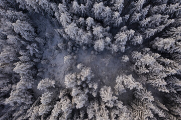 Winter, snow covered forest treetops. Rural landscape. 
