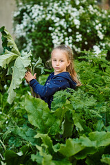 Girl holds large green leaves, grass burdock huge leaves, children playing in the grass