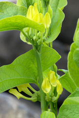 Obraz premium Osterluzei (Aristolochia clematitis), mit Blüten