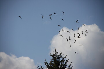 birds in the sky