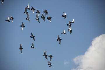 birds in flight