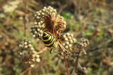 Argiope spider on plant in autumn garden, closeup