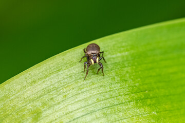 copper sun jumper, Heliophanus cupreus, beautiful spider on a leaf
