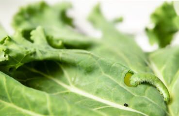 Cabbage white butterfly larva feeding on kale leaf. Cabbage butterfly or Pieris rapae. Macro of...