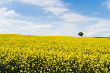 Ein gelb blühendes Rapsfeld mit einem grünen Baum. Der Himmel ist strahlend blau.