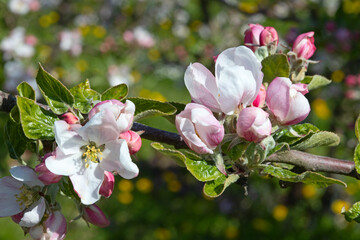 Obraz premium Apple garden
