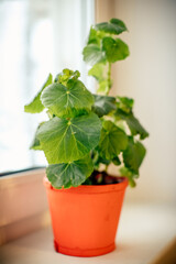 a geranium flower in a red pot stands on a white windowsill