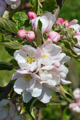 Apple garden