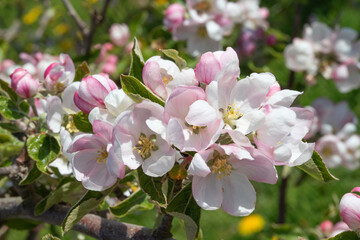 Apple garden