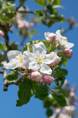 Apple garden