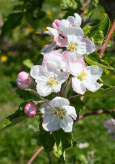 Apple garden