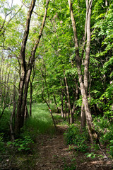 Hiking trailin in forest in Deliblatska Pescara