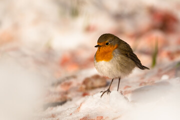 European Robin. Bieszczady, Carpathians, Poland.