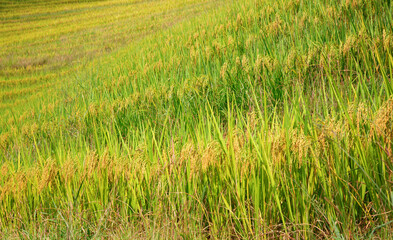 Longji Rice Terraces