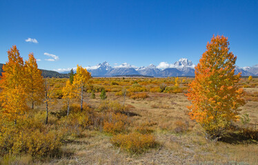 Fototapeta premium Grand Teton