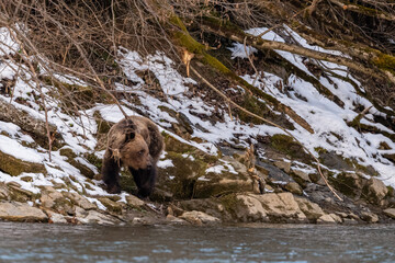 Brown Bear, Bieszczady, Carpathians, Poland.