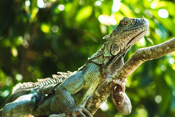 Iguana, Siquirres,Costa Rica