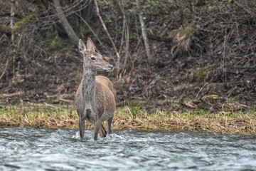 Red Deer (Cervus elaphus) in the river. The Bieszczady Mts., Carpathians, Poland.