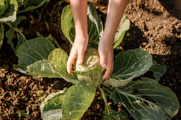 children's hands hold a bike of cabbage growing in the garden