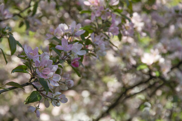 Blooming alone branch of tree with gentle white and pink flowers, fresh green leaves, on the background of a spring city garden and blue sky, bokeh.  Sunny day, copy-space, closeup