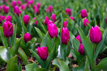 Tulips in the garden in spring