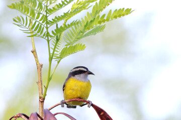 Bananaquit (Coereba flaveola) balancing on a thin branch