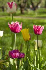 Fototapeta premium Group of bright color and colorful fresh tulips in a spring city park, on a green background with grass, trees and footpath, vertical
