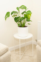 Monstera green plant in white pot in neutral decor home