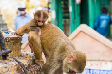 Wild macaque monkeys playing outdoor at shrine.