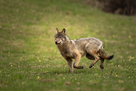 Grey Wolf (Canis lupus). The Bieszczady Mts., Carpathians, Poland.