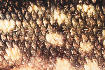 fish scale © mycteria