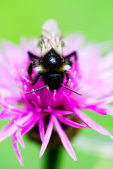 bee