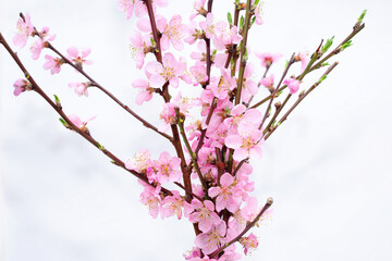Pink peach flowers on white