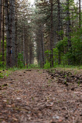 Hiking trail and trees in the forest