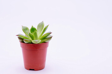 Obraz premium Succulent plant on white background