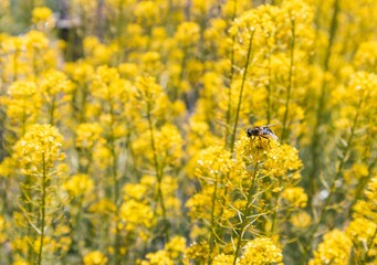 bee on yellow flower