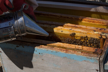 Shot on giving incense to a beehive to collect honey