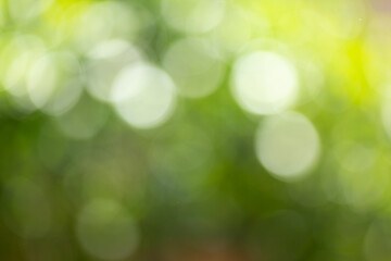 Obraz premium Abstract blurred scene for web advertising. Soft focus foliage during summer with sunbeam wallpaper