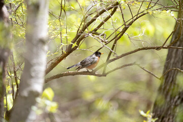 American Robin